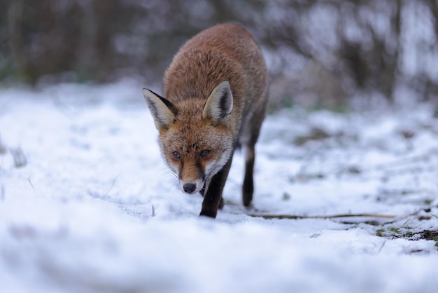 Foto una volpe rossa nella neve