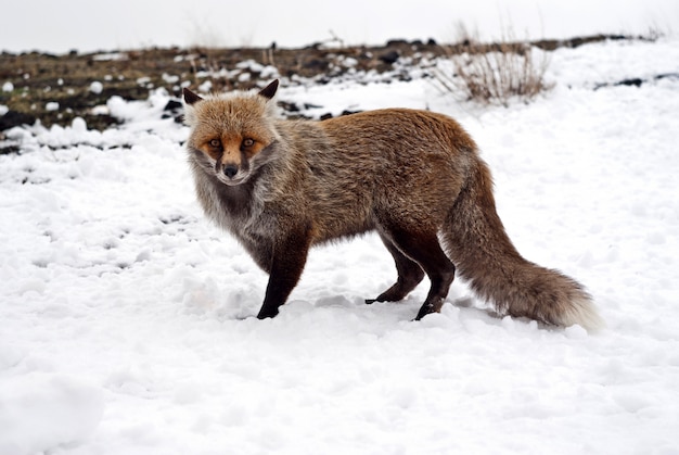 Photo red fox in the snow