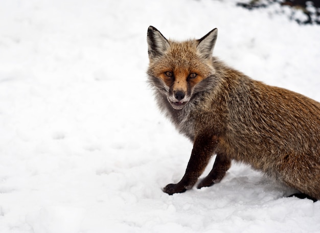 Red fox in the snow