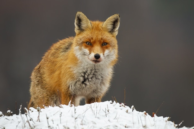 Red fox staande op een weide in de winter