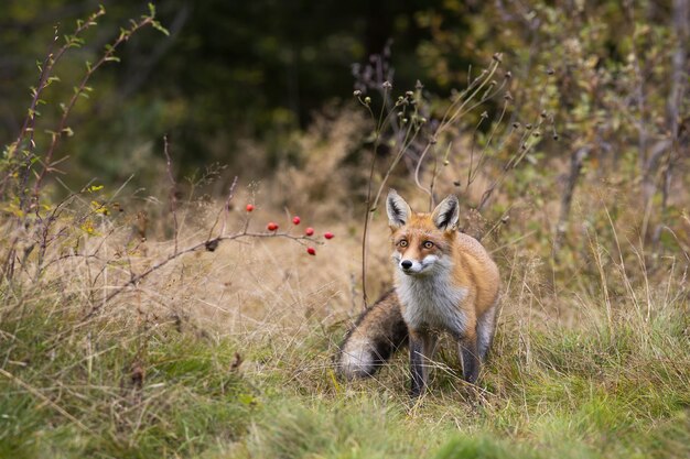 Volpe rossa in piedi su prati asciutti nella natura autunnale