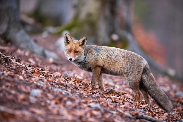 Red fox standing in the fall foliage.