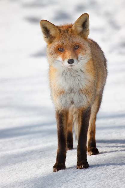 사진 붉은 여우, 서, 흰색 자연 배경에 고립