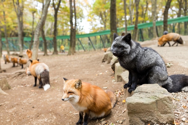 写真 岩の上に立っている赤狐