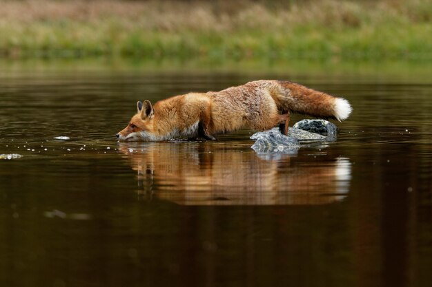 Photo red fox standing on the rocks in the middle of the small pond