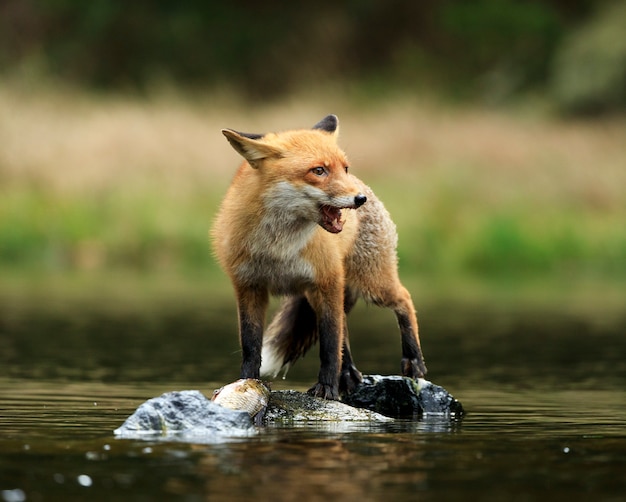 Red fox standing on the rocks in the middle of the small pond