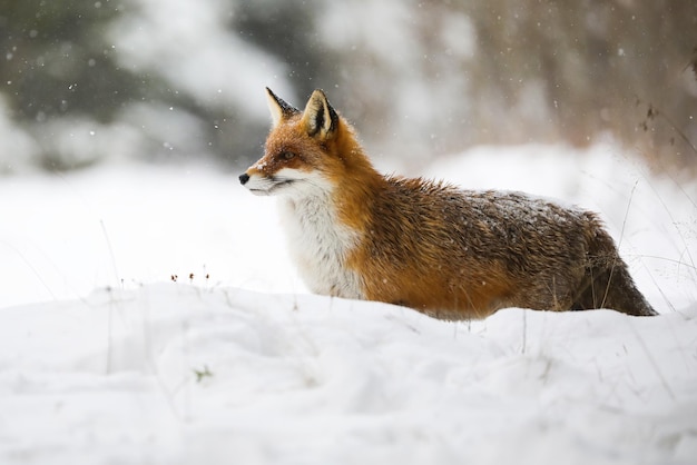 Red fox standing on snow in wintertime during snowing