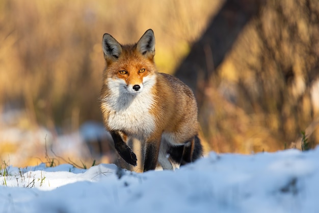 Red fox standing on snowy meadow in wintertime nature