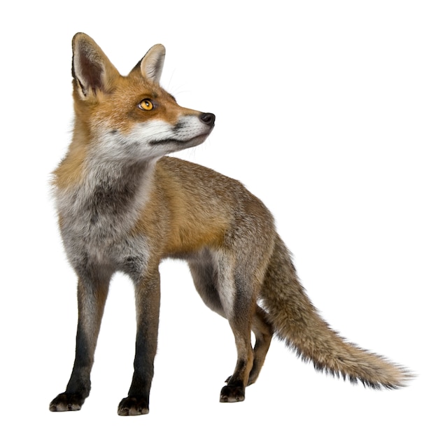 red fox, standing