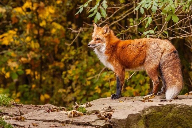 Photo red fox stands on a stone in the forest in autumn