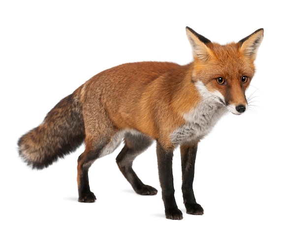 Red fox, Vulpes vulpes, 4 years old, standing against white background