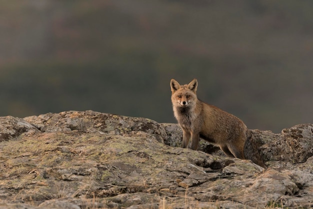 A red fox Vulpes vulpes on alert from their hunting territory stock photo