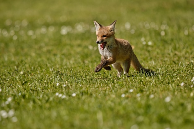 Red Fox Vulpes vulpes in het Europese bos