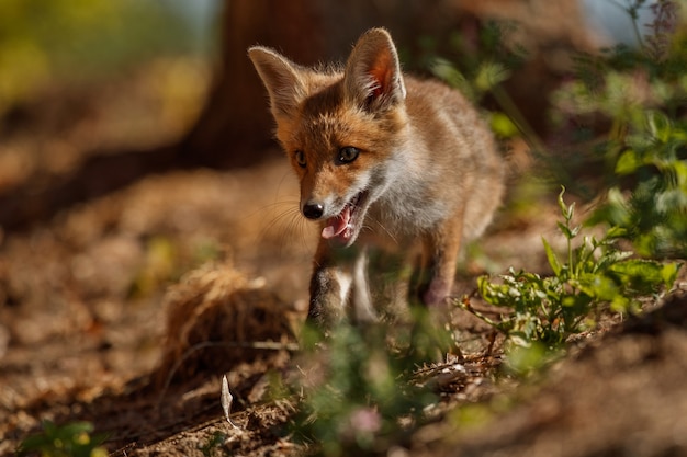 Red Fox Vulpes vulpes in het Europese bos