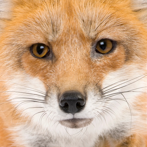 Фото Красная лиса, лисица лисицы, изолированные на белом
