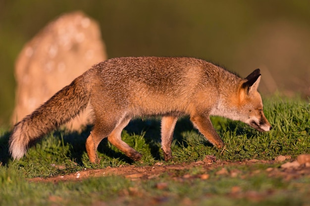 Foto volpe rossa vulpes vulpes malaga spagna