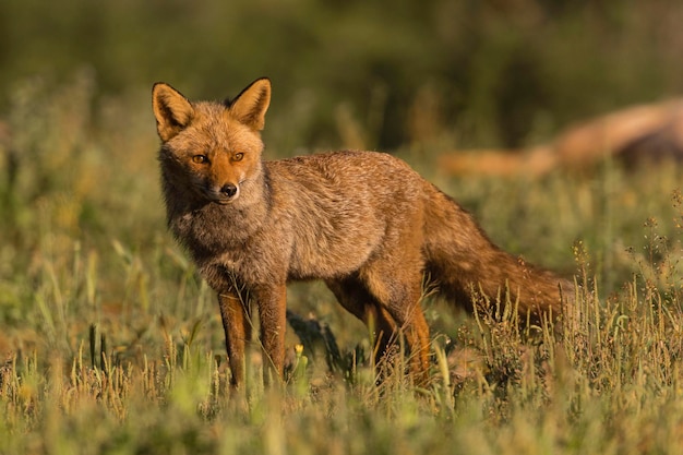 アカギツネVulpesvulpesマラガスペイン