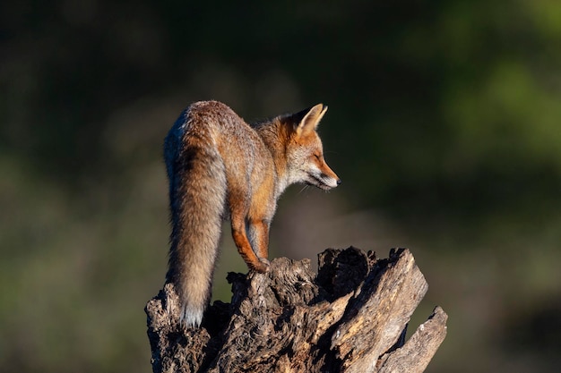 Рыжая лисица (Vulpes vulpes) Малага, Испания