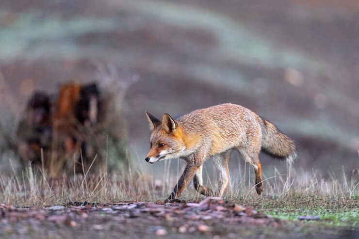 붉은여우(Vulpes vulpes) 말라가, 스페인
