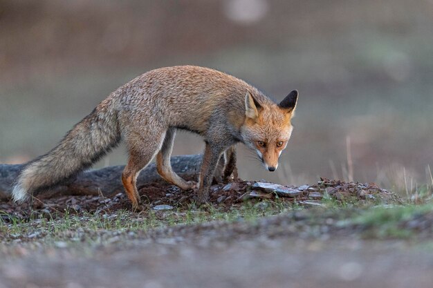 アカギツネ（Vulpes vulpes）マラガ、スペイン