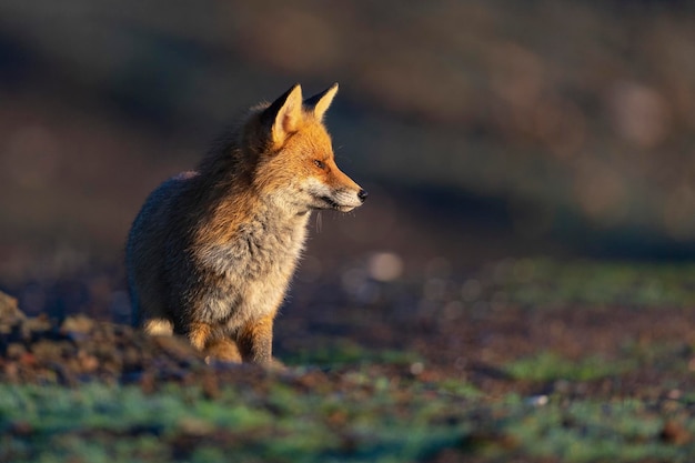 アカギツネ（Vulpes vulpes）マラガ、スペイン