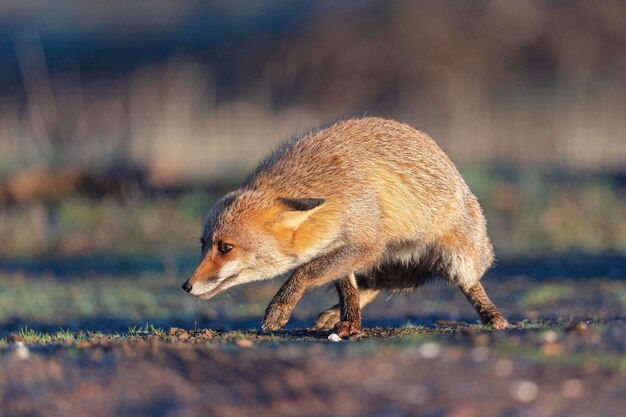 Volpe rossa (vulpes vulpes) malaga, spagna