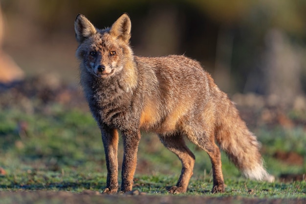 アカギツネ（Vulpes vulpes）マラガ、スペイン