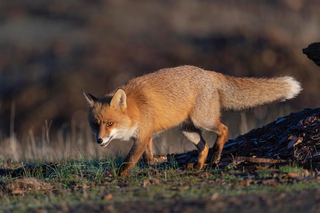 アカギツネ（Vulpes vulpes）マラガ、スペイン