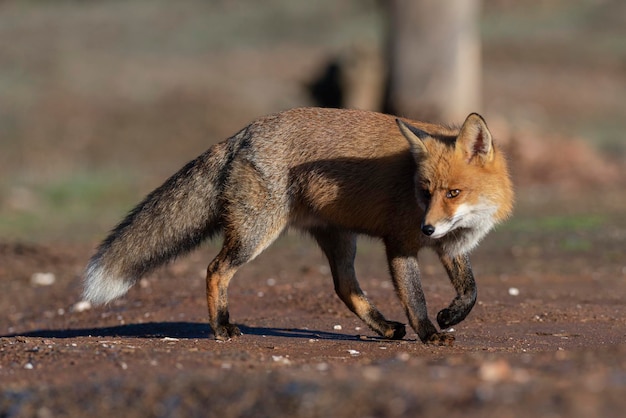 Рыжая лисица (Vulpes vulpes) Малага, Испания