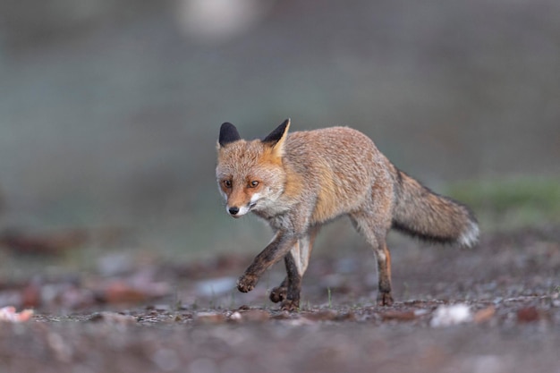 Рыжая лисица (Vulpes vulpes) Малага, Испания