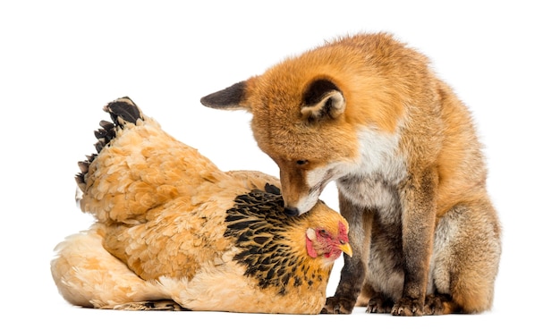 Foto volpe rossa, vulpes vulpes, seduto accanto a una gallina, sdraiato, guardandosi l'un l'altro, isolato su bianco