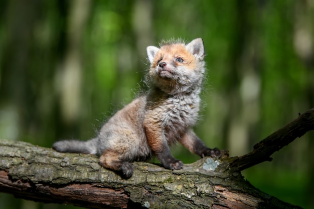 Red fox, vulpes vulpes, small young cub in forest on branch. Cute little wild predators in natural environment. Wildlife scene from nature