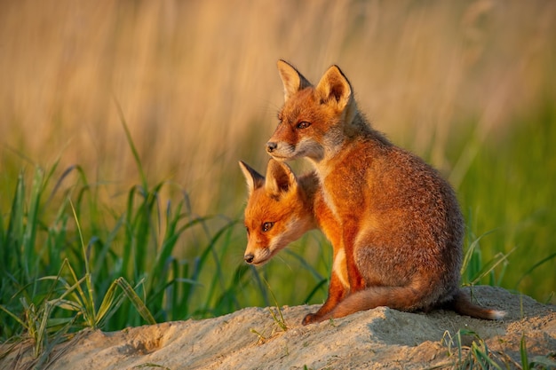 Volpe rossa vulpes vulpes piccoli cuccioli vicino alla tana che guardano curiosamente intorno