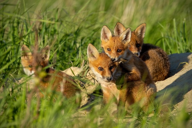 Volpe rossa vulpes vulpes piccoli cuccioli vicino alla tana che guardano curiosamente intorno