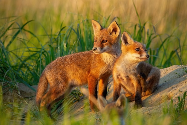 Red fox vulpes vulpes маленькие молодые детеныши возле логова с любопытством наблюдают вокруг