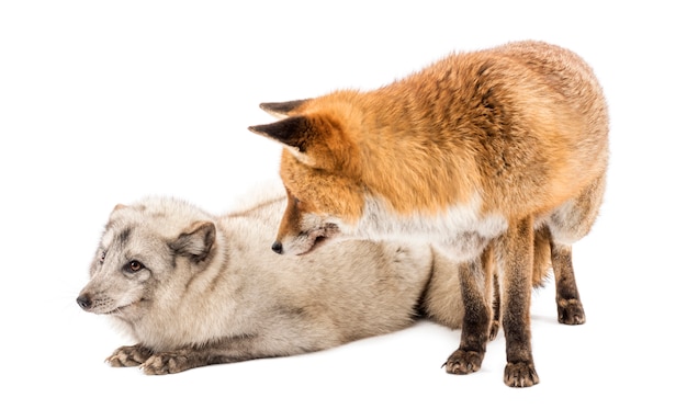 Red Fox Vulpes Vulpes стоя и арктической лисицы Vulpes Лагопус