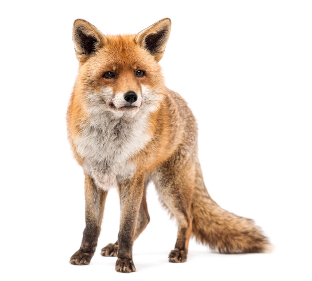 Red fox Vulpes vulpes standing isolated on white