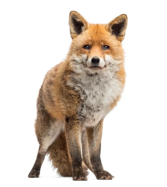 Red fox Vulpes vulpes standing isolated on white