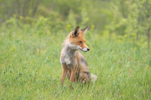 Red fox Vulpes vulpes in the wild.