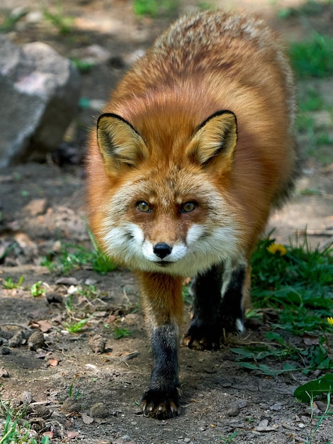 Red fox Vulpes vulpes