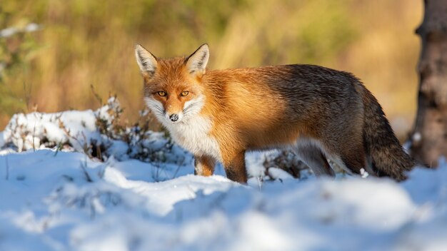 Foto volpe rossa che guarda sulla neve bianca nella natura invernale