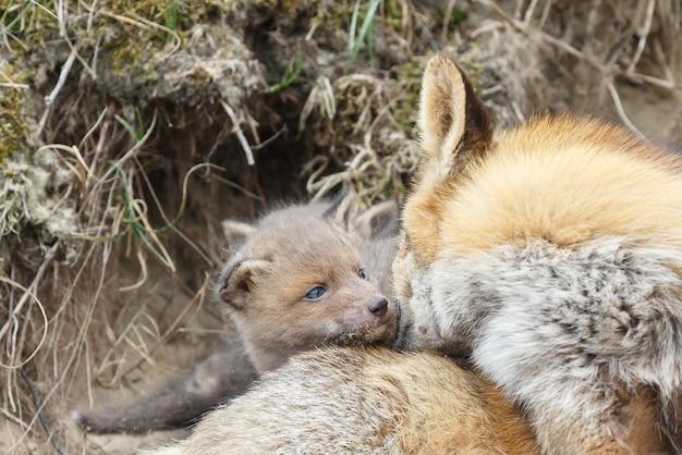 Foto red fox welp of welp in hun natuurlijke habitat. speels en gewoon lekker buiten zijn.