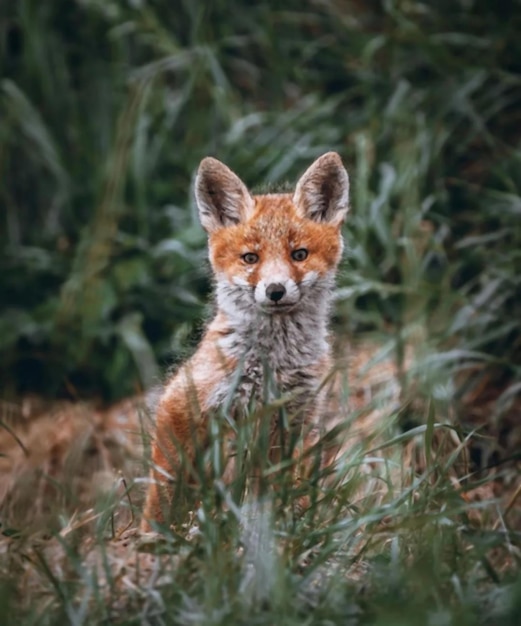 Red fox wild fox at nature jungle forest