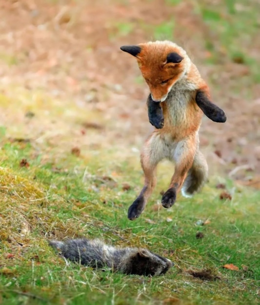 Red fox wild fox at nature jungle forest