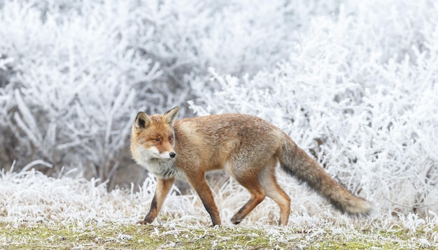 Photo red fox in a wintersetting during cold weather an snowfall in winter.