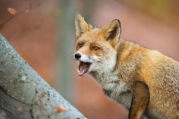 Volpe rossa con la bocca aperta nella foresta nella natura autunnale