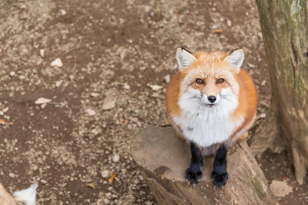 붉은 여우