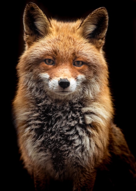 Red Fox