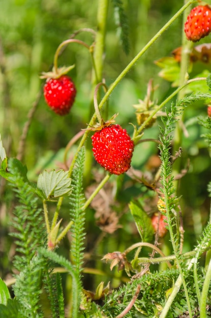 Red fragaria or wild strawberries