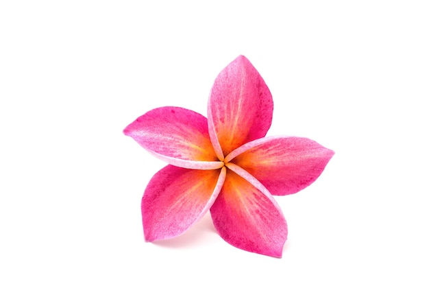 Red Frangipani flower isolated on white.